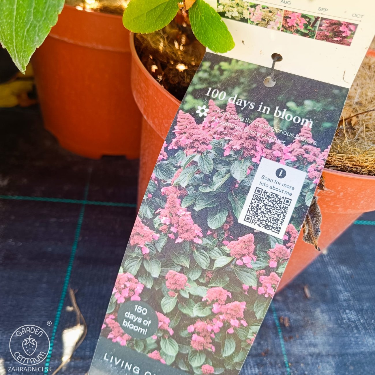 Obrázok Hortenzia metlinatá (Hydrangea paniculata) ´LIVING INFINITY´® by LIVING CREATIONS® - výška 40-60 cm, kont. C2L - 150 dní kvitnutia!
